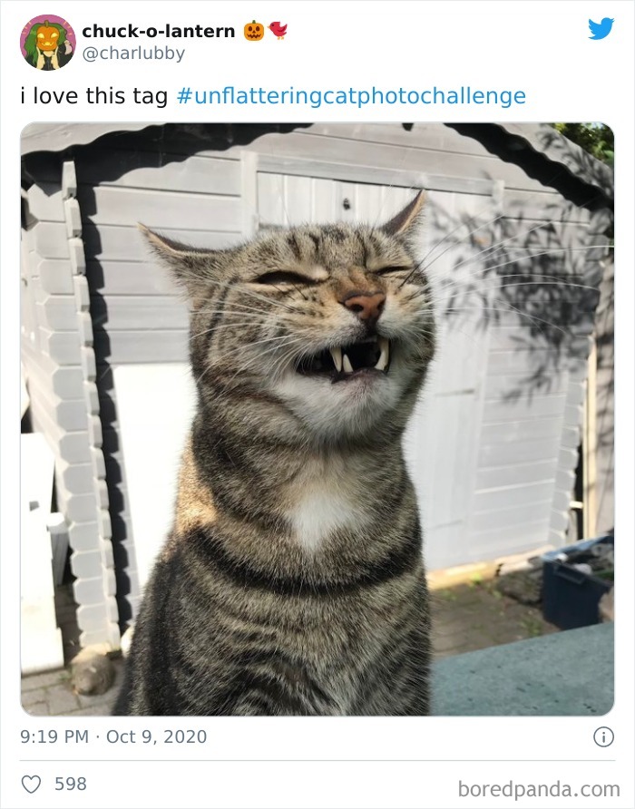 Unflattering-Cat-Photo-Challenge
