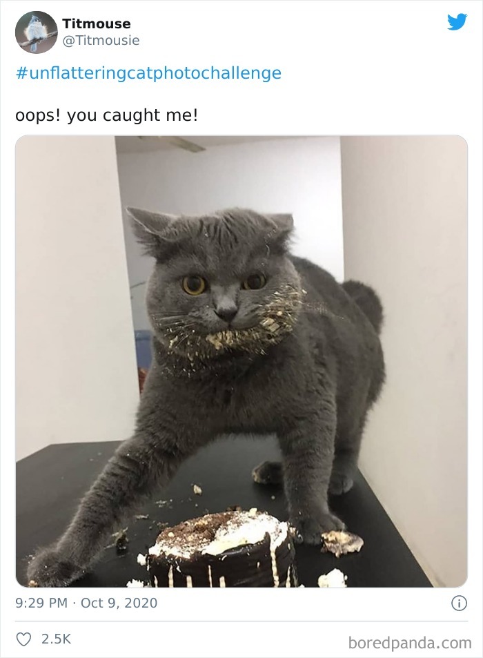 Unflattering-Cat-Photo-Challenge