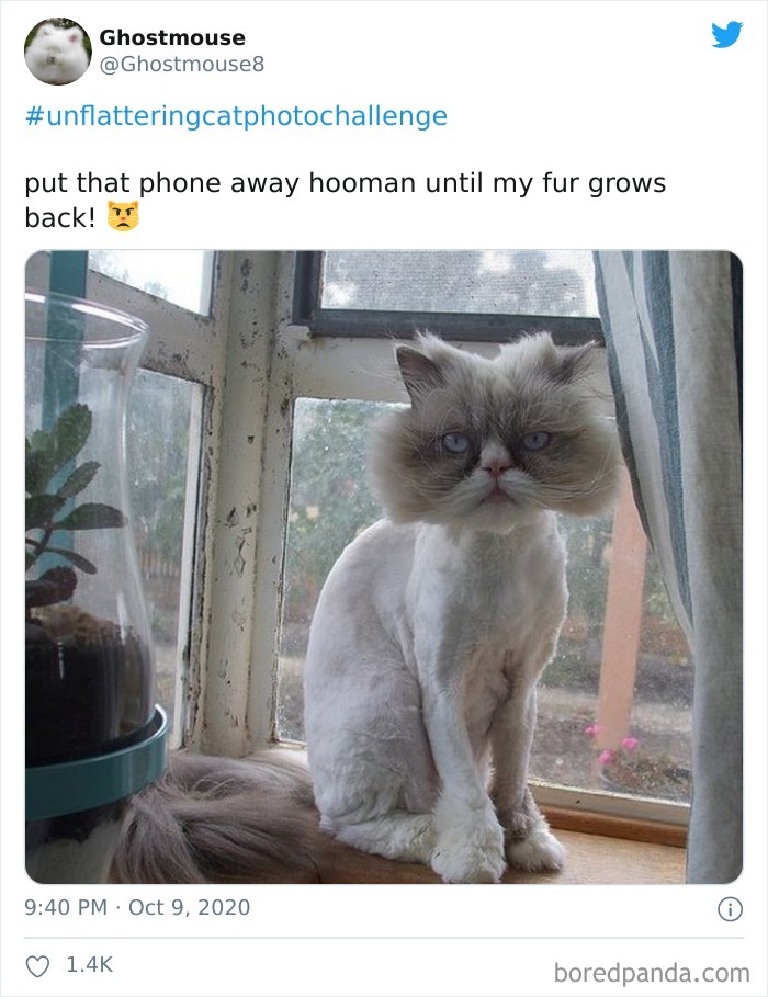 Unflattering-Cat-Photo-Challenge