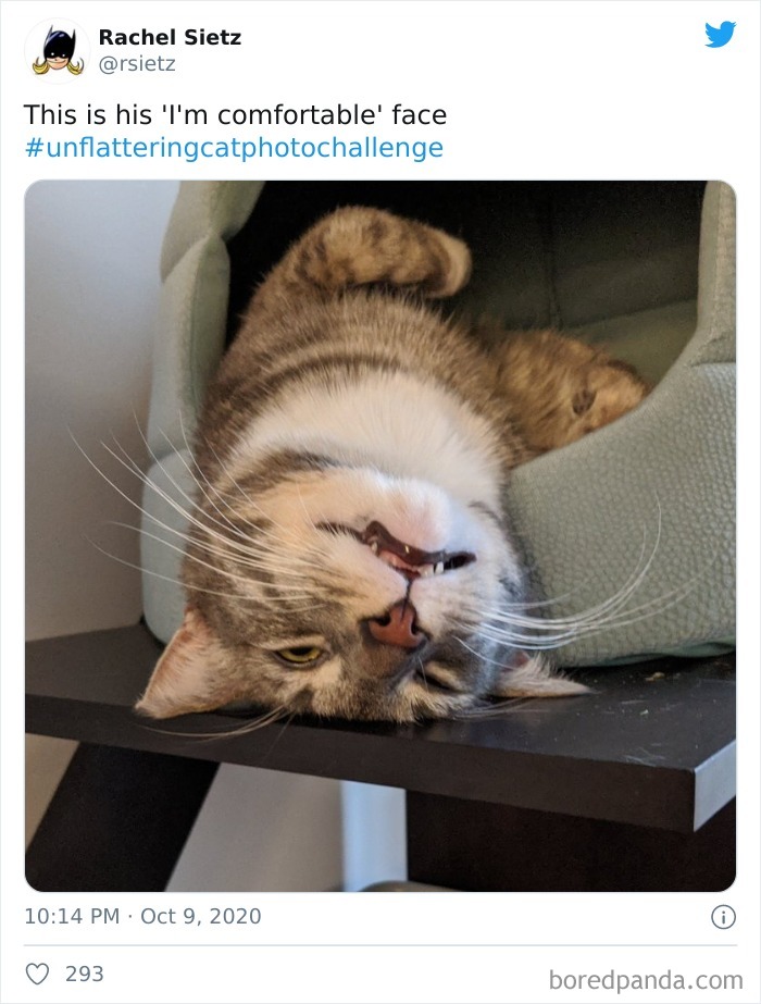 Unflattering-Cat-Photo-Challenge
