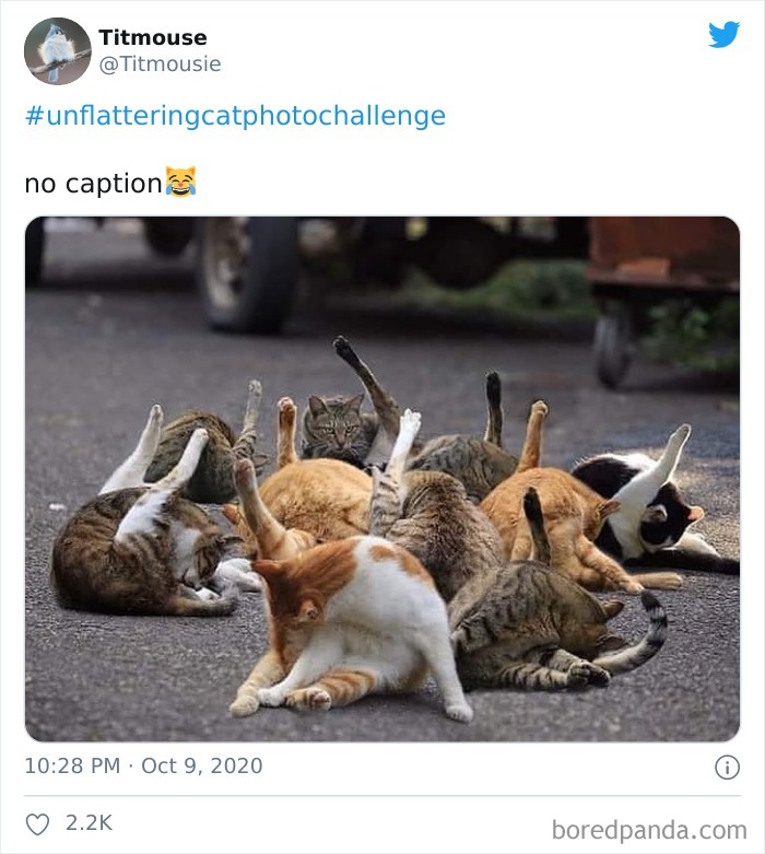 Unflattering-Cat-Photo-Challenge