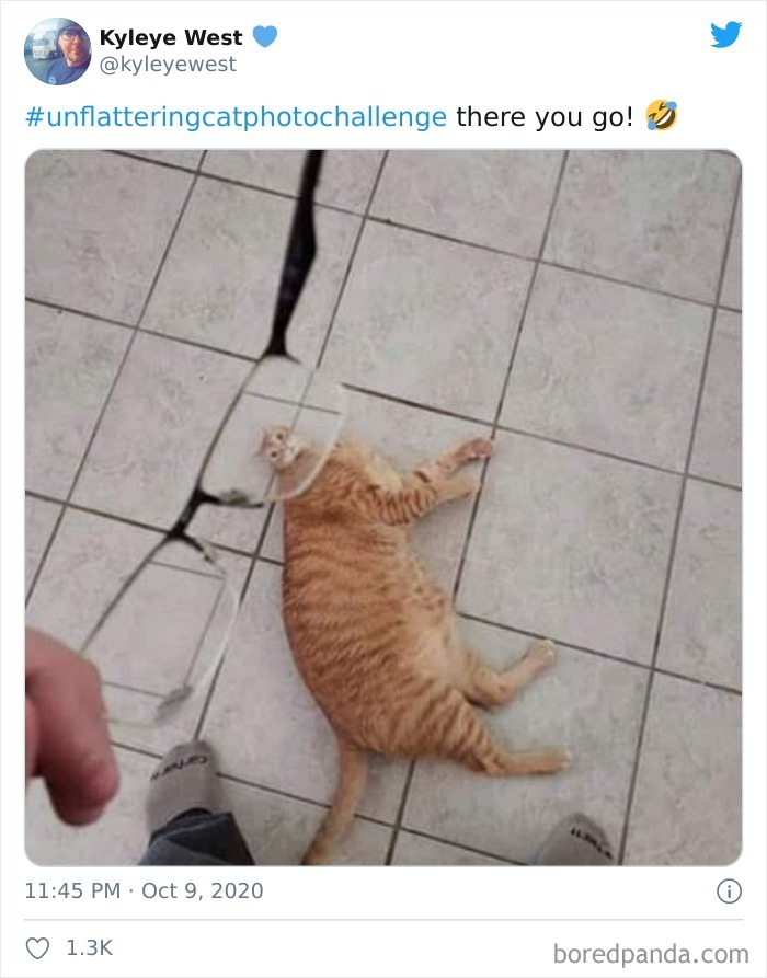 Unflattering-Cat-Photo-Challenge