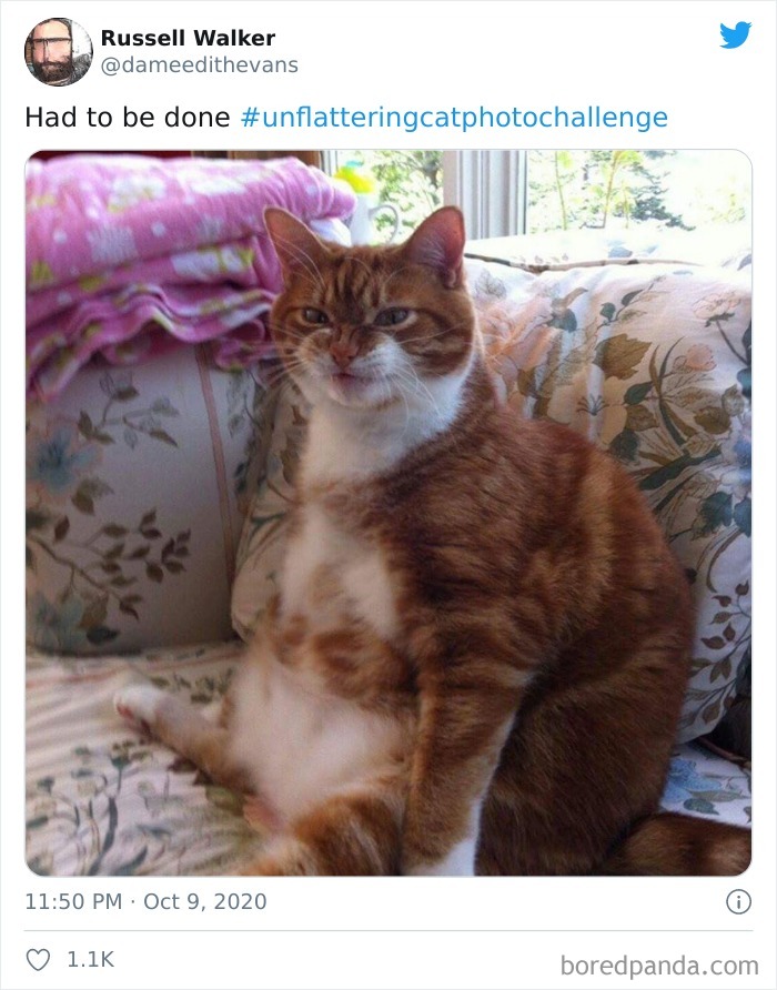 Unflattering-Cat-Photo-Challenge