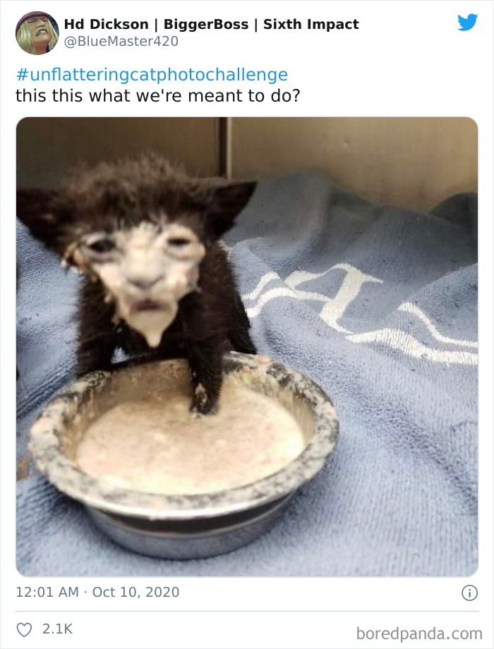 Unflattering-Cat-Photo-Challenge