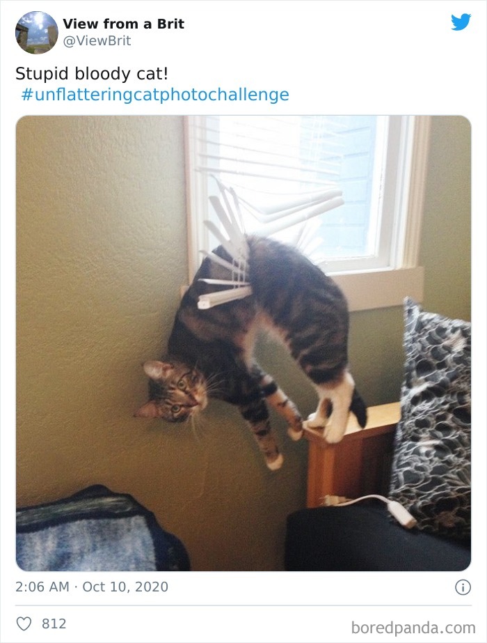 Unflattering-Cat-Photo-Challenge