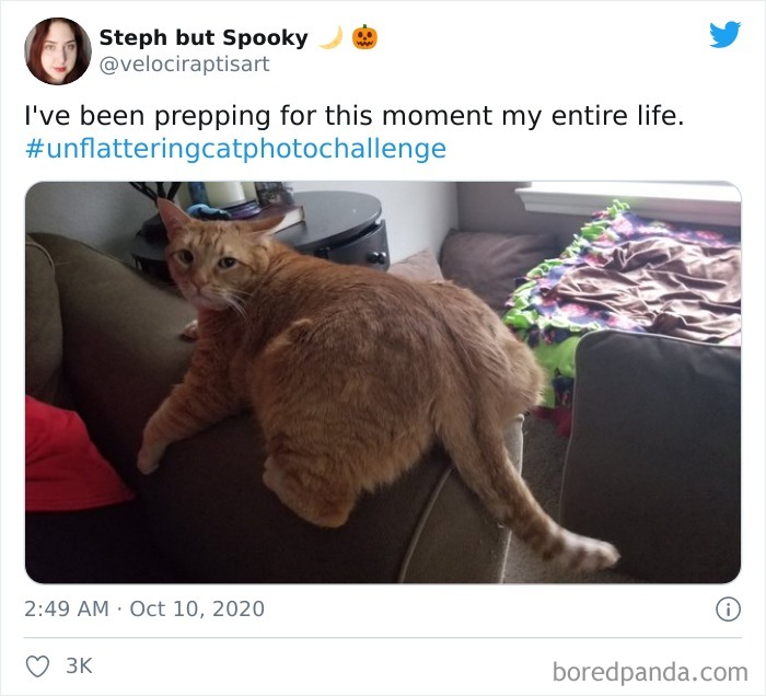 Unflattering-Cat-Photo-Challenge