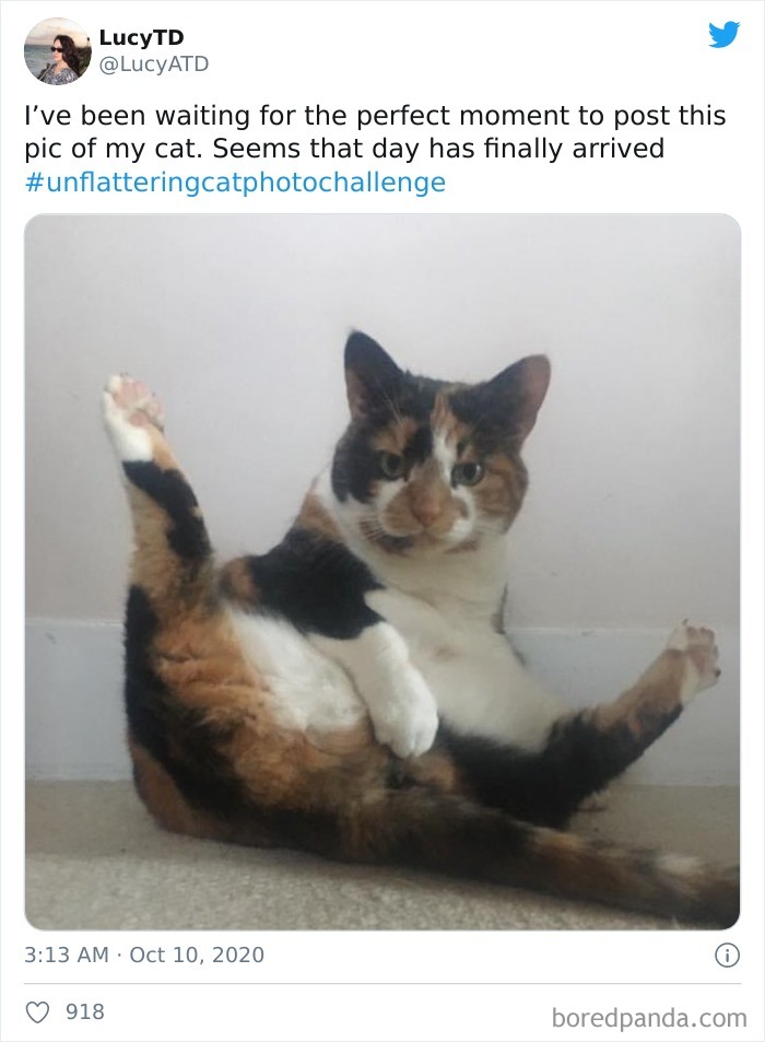 Unflattering-Cat-Photo-Challenge