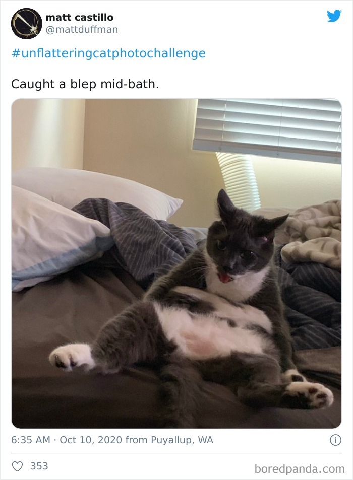 Unflattering-Cat-Photo-Challenge