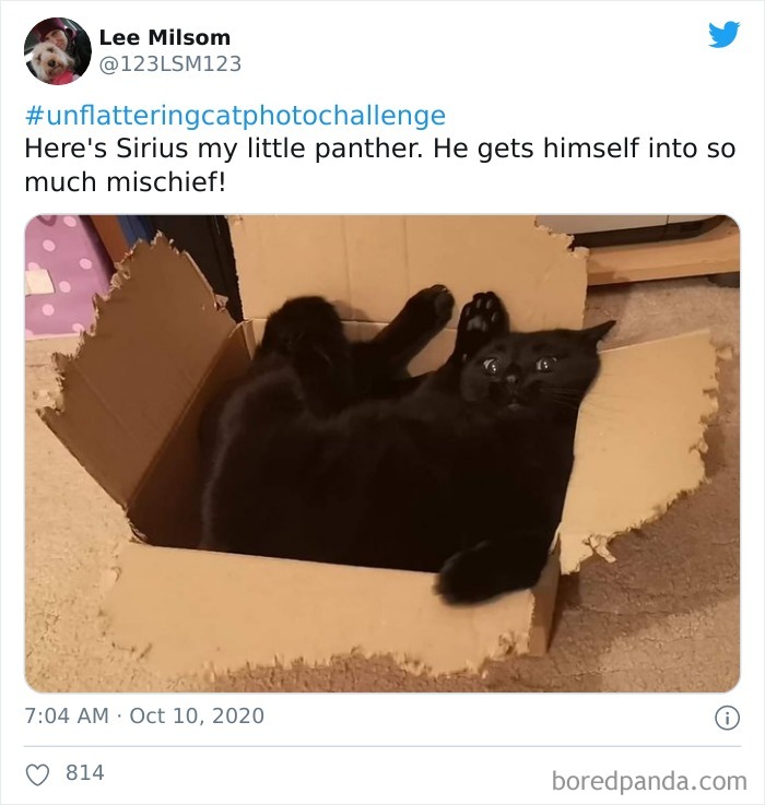 Unflattering-Cat-Photo-Challenge