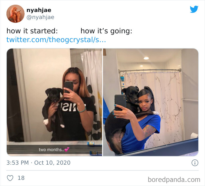 How-It-Started-Ended-Pets