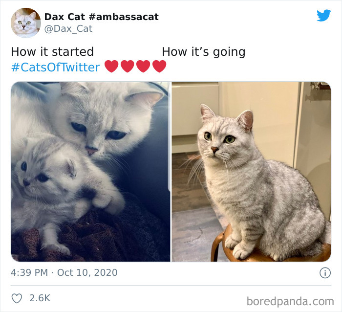 How-It-Started-Ended-Pets