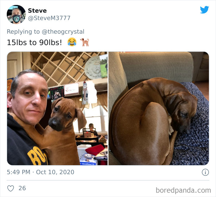 How-It-Started-Ended-Pets