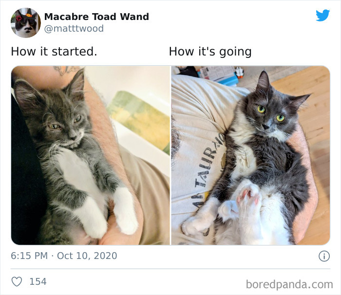 How-It-Started-Ended-Pets