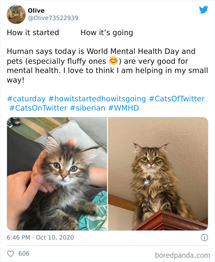 How-It-Started-Ended-Pets