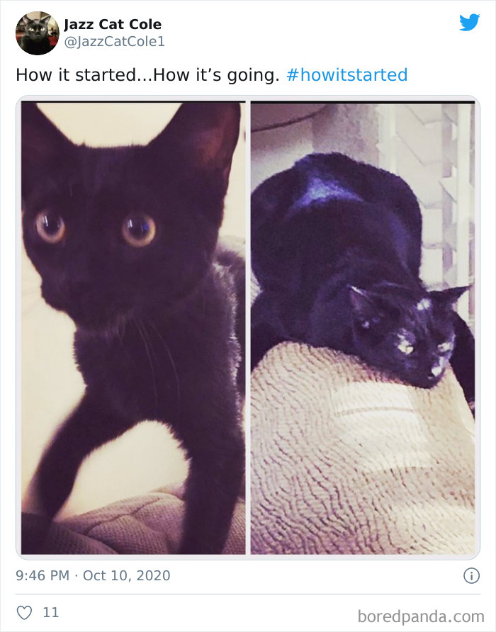How-It-Started-Ended-Pets