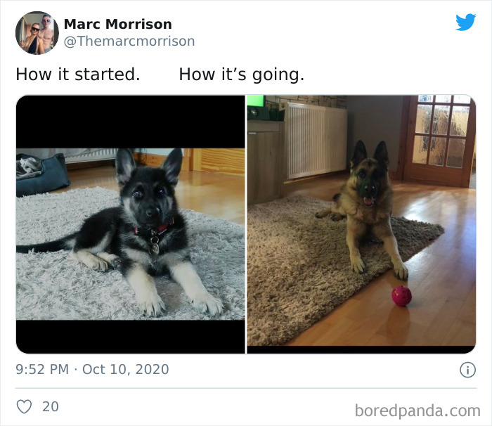 How-It-Started-Ended-Pets