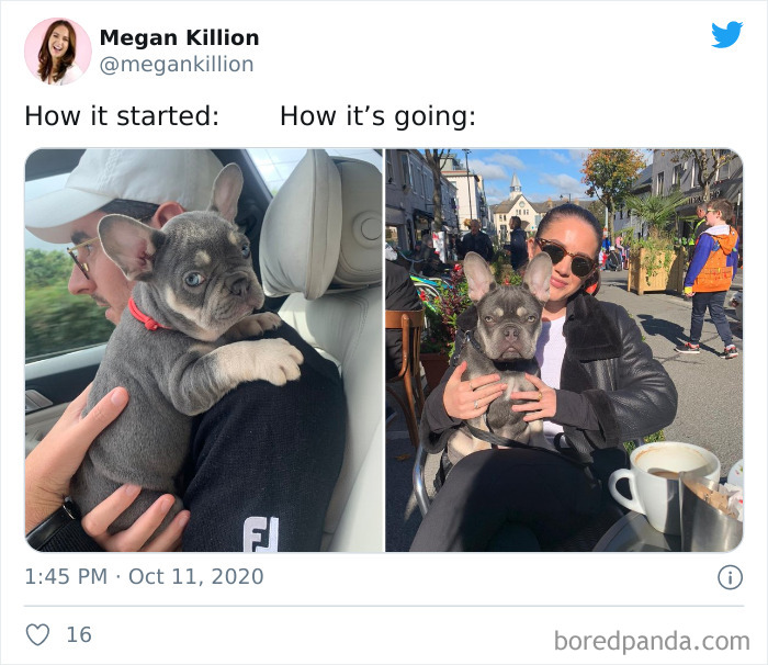 How-It-Started-Ended-Pets