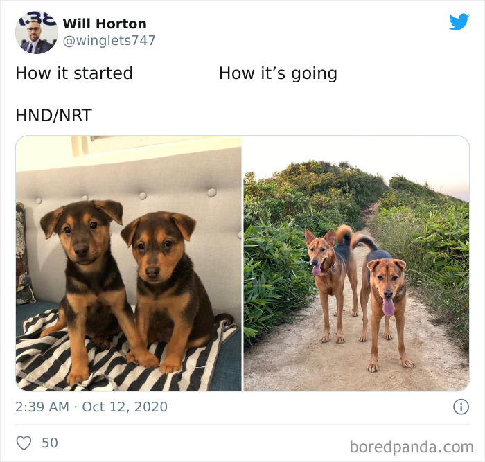 How-It-Started-Ended-Pets