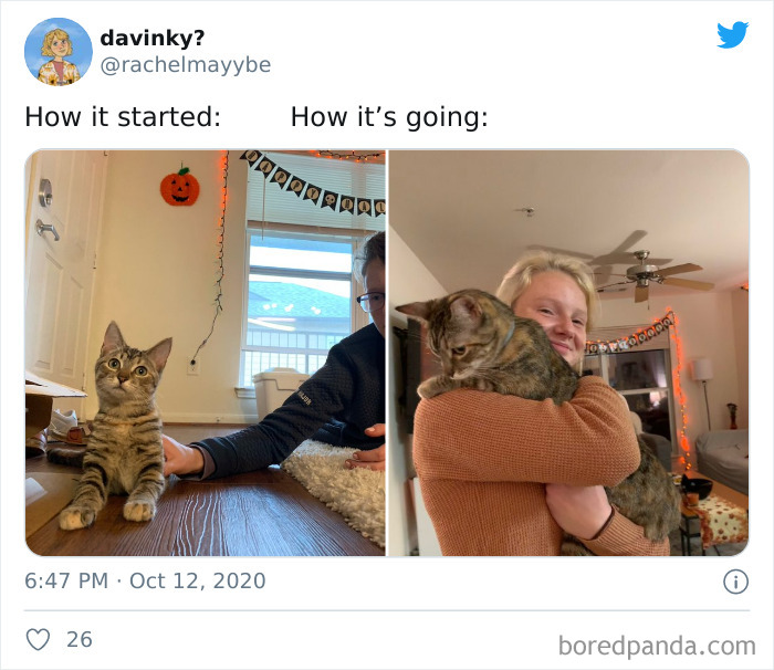 How-It-Started-Ended-Pets