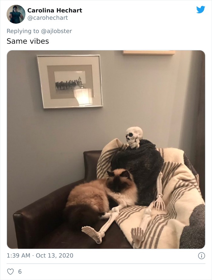 Woman Finds Out And Posts Pictures Of How Cats Would React If You Suddenly Died At Home