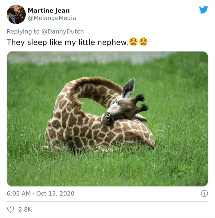 Apparently, Giraffes Have To Splay Their Legs Wide Apart In Order To Munch On Grass, And The Video Of It Is Going Viral Apparently, Giraffes Have To Splay Their Legs Wide Apart In Order To Munch On Grass, And The Video Of It Is Going Viral