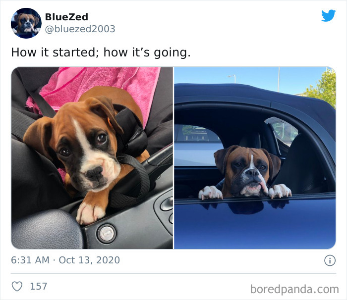 How-It-Started-Ended-Pets