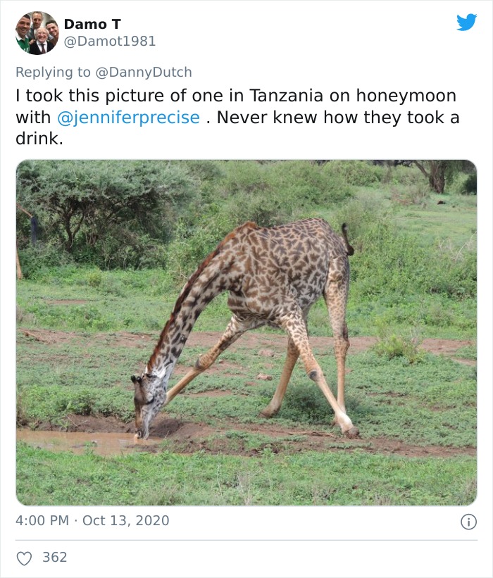 Apparently, Giraffes Have To Splay Their Legs Wide Apart In Order To Munch On Grass, And The Video Of It Is Going Viral Apparently, Giraffes Have To Splay Their Legs Wide Apart In Order To Munch On Grass, And The Video Of It Is Going Viral