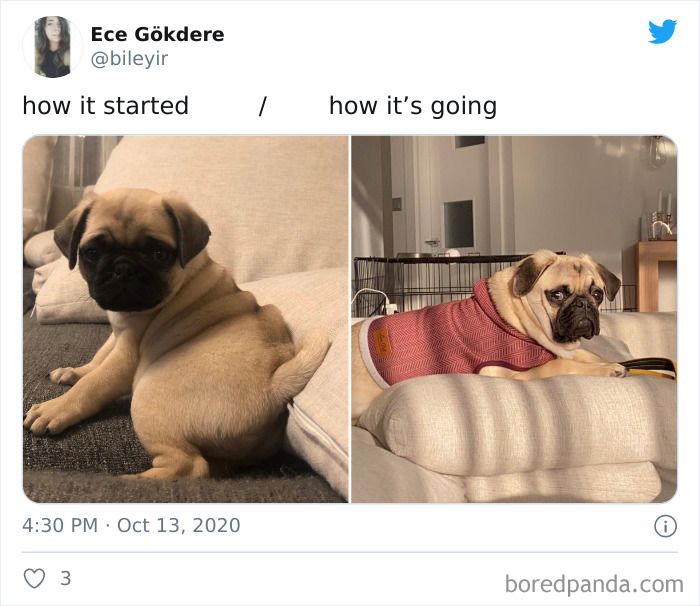 How-It-Started-Ended-Pets