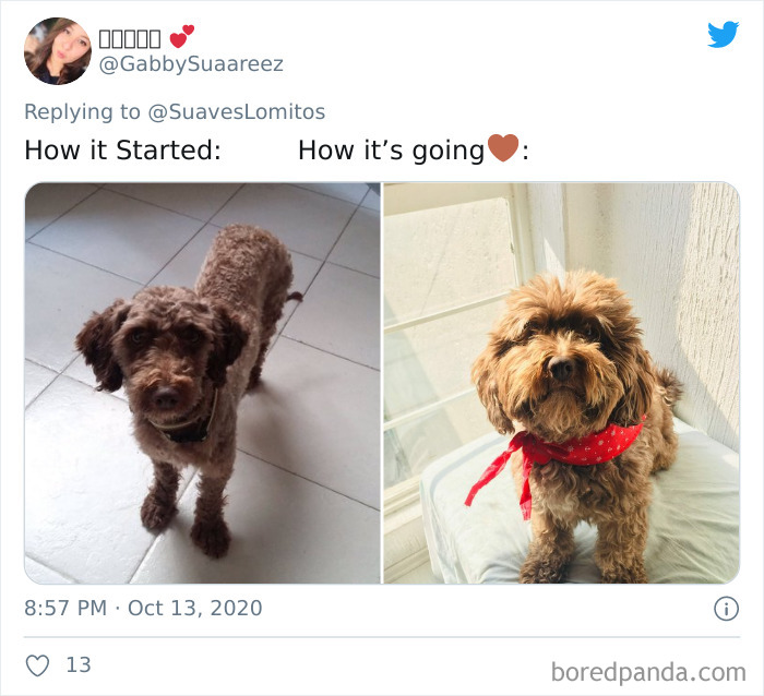 How-It-Started-Ended-Pets