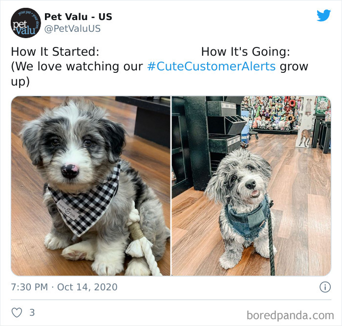 How-It-Started-Ended-Pets