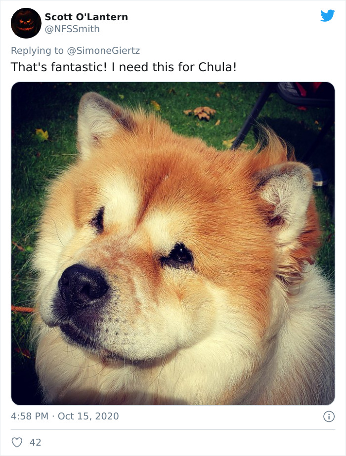 Woman Builds A Photo Booth That Lets Her Dog Take Selfies For Treats, And Over 230K People On Twitter Are Obsessed