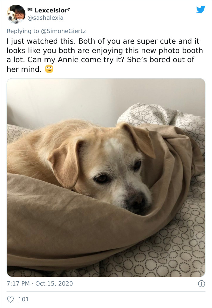 Woman Builds A Photo Booth That Lets Her Dog Take Selfies For Treats, And Over 230K People On Twitter Are Obsessed