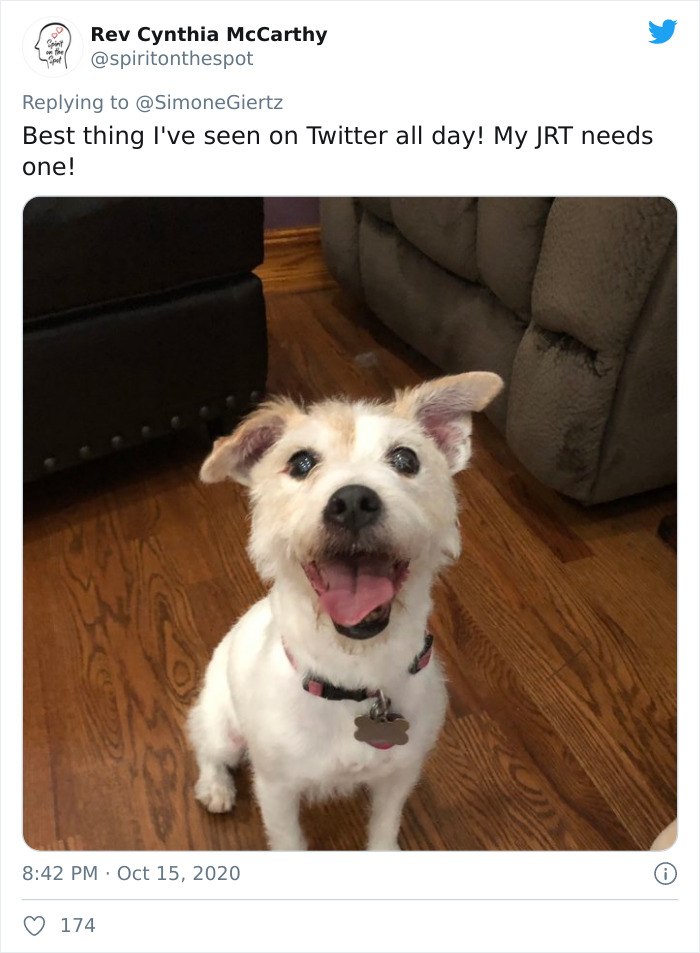 Woman Builds A Photo Booth That Lets Her Dog Take Selfies For Treats, And Over 230K People On Twitter Are Obsessed