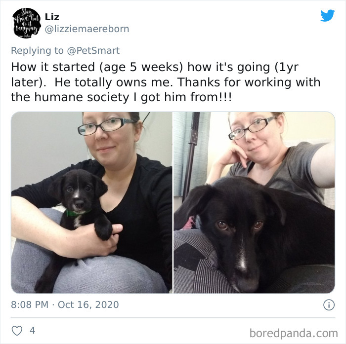 How-It-Started-Ended-Pets
