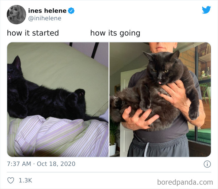 How-It-Started-Ended-Pets