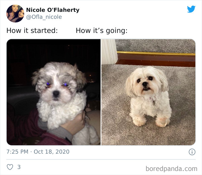 How-It-Started-Ended-Pets