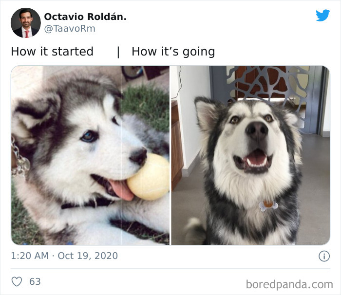 How-It-Started-Ended-Pets