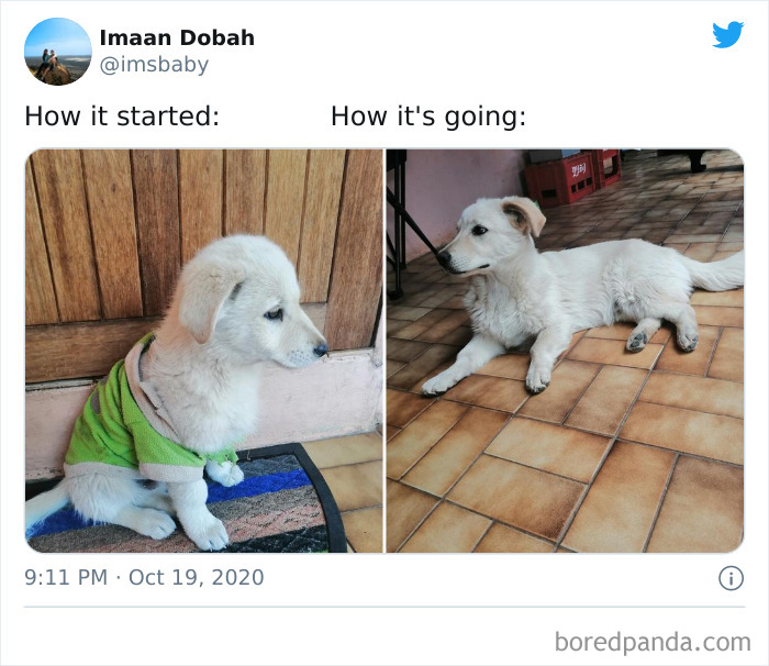 How-It-Started-Ended-Pets