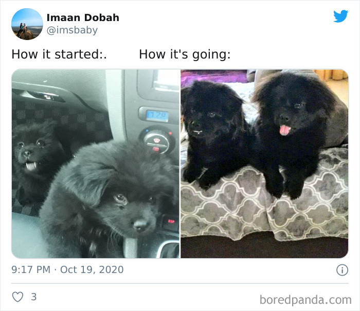 How-It-Started-Ended-Pets