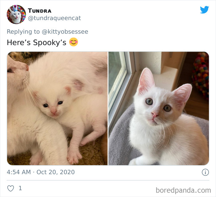 How-It-Started-Ended-Pets