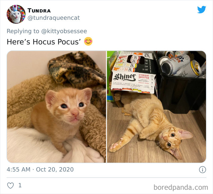 How-It-Started-Ended-Pets