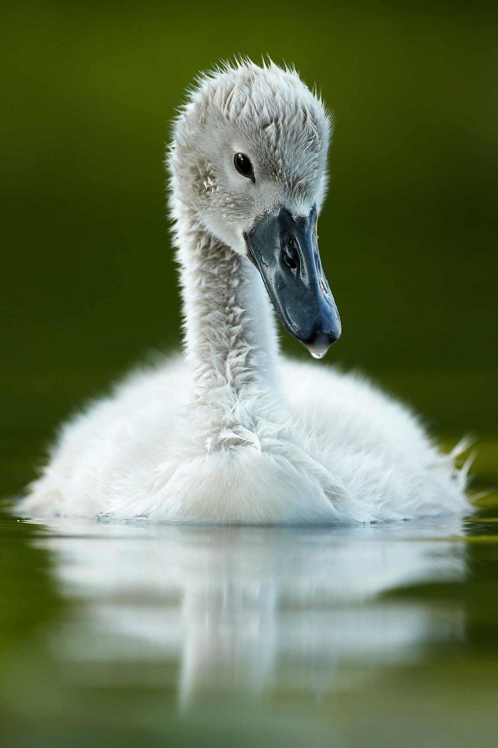 'Mute Swan Cygnet In Canal', By Mark Sisson, 2011