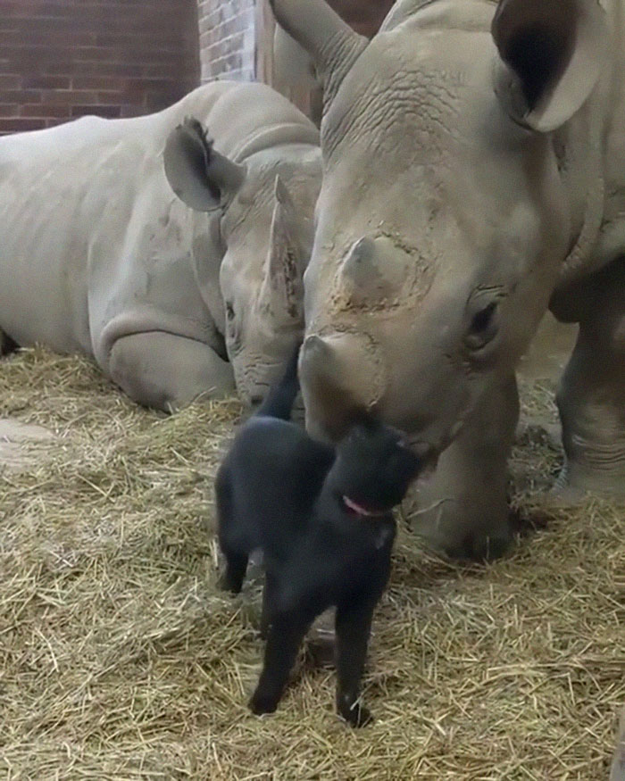 An Unusual Friendship