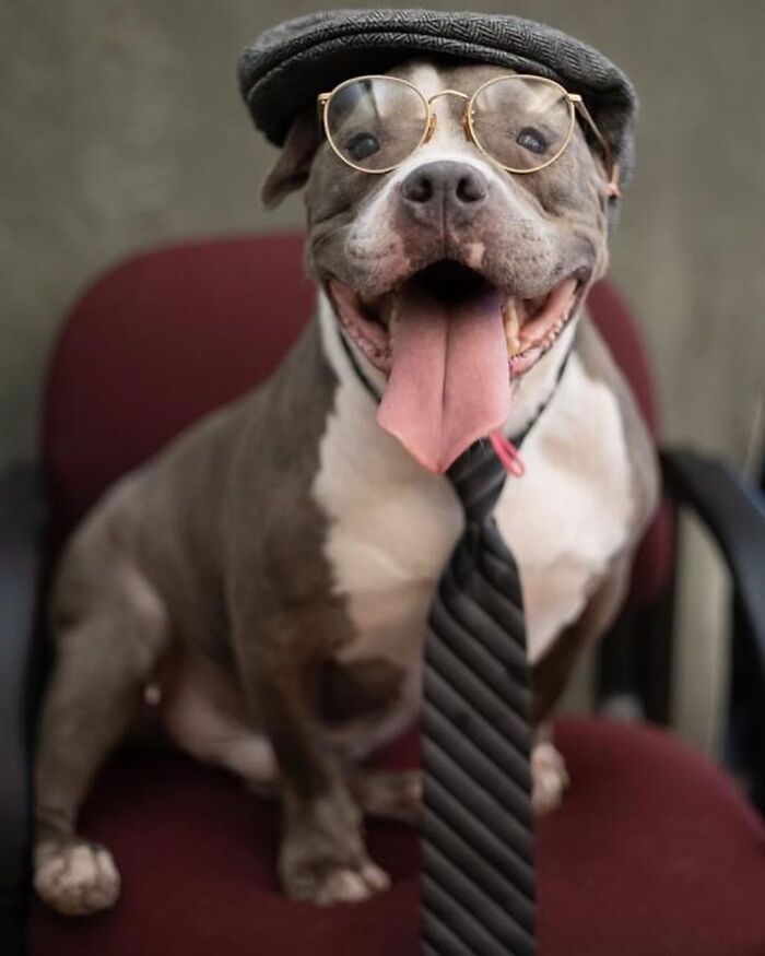 This Shelter Dressed Up Elderly Cats And Dogs As If They Were Senior Citizens For An Adoption Photoshoot (37 Pics) This Shelter Dressed Up Elderly Cats And Dogs As If They Were Senior Citizens For An Adoption Photoshoot (37 Pics)