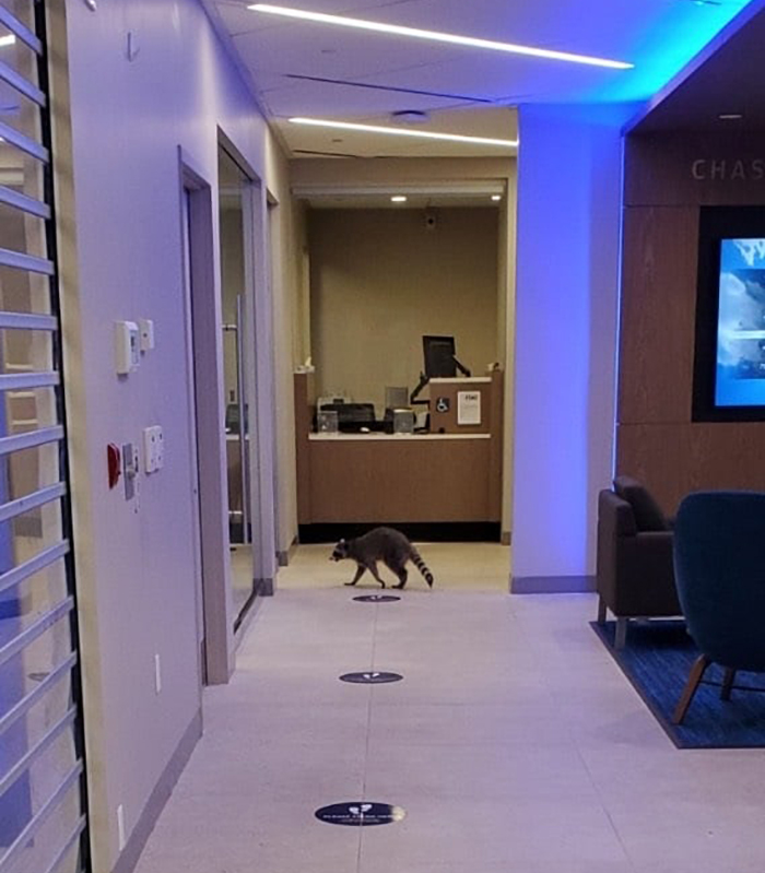 These 2 Sneaky Raccoons Broke Into A Bank In California These 2 Sneaky Raccoons Broke Into A Bank In California