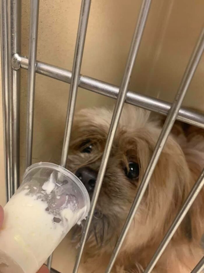 Louisiana Woman Shares Pics And Videos Of Her Feeding Shelter Dogs ‘Puppuccinos’ To Brighten Their Day Louisiana Woman Shares Pics And Videos Of Her Feeding Shelter Dogs ‘Puppuccinos’ To Brighten Their Day