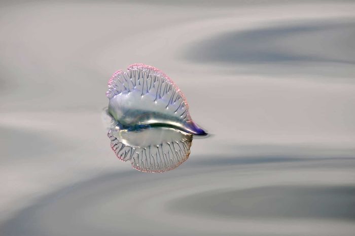 'Portuguese Man O’ War', By Charles Hood, 2010
