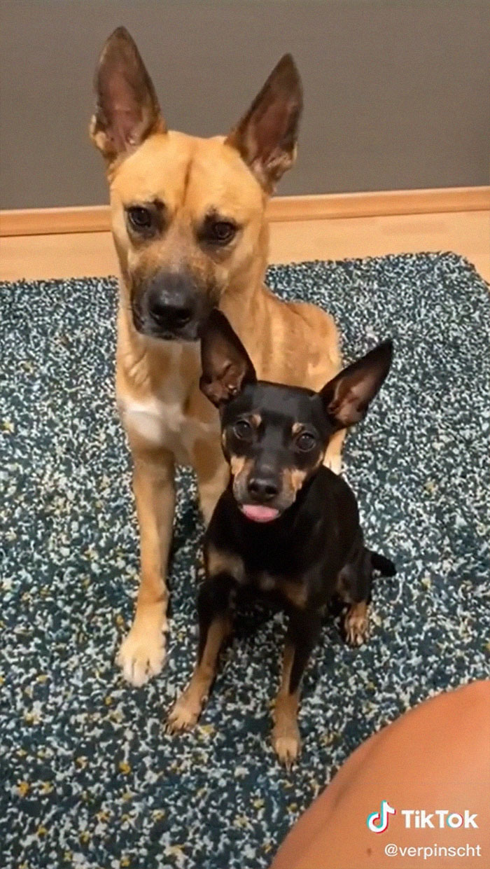 Videos Of Owner Showing Dogs A Photo And Them 'Recreating It' Go Viral Videos Of Owner Showing Dogs A Photo And Them 'Recreating It' Go Viral