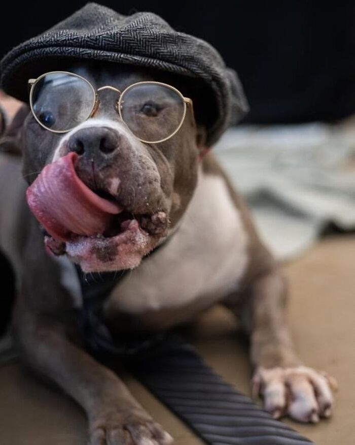 This Shelter Dressed Up Elderly Cats And Dogs As If They Were Senior Citizens For An Adoption Photoshoot (37 Pics) This Shelter Dressed Up Elderly Cats And Dogs As If They Were Senior Citizens For An Adoption Photoshoot (37 Pics)