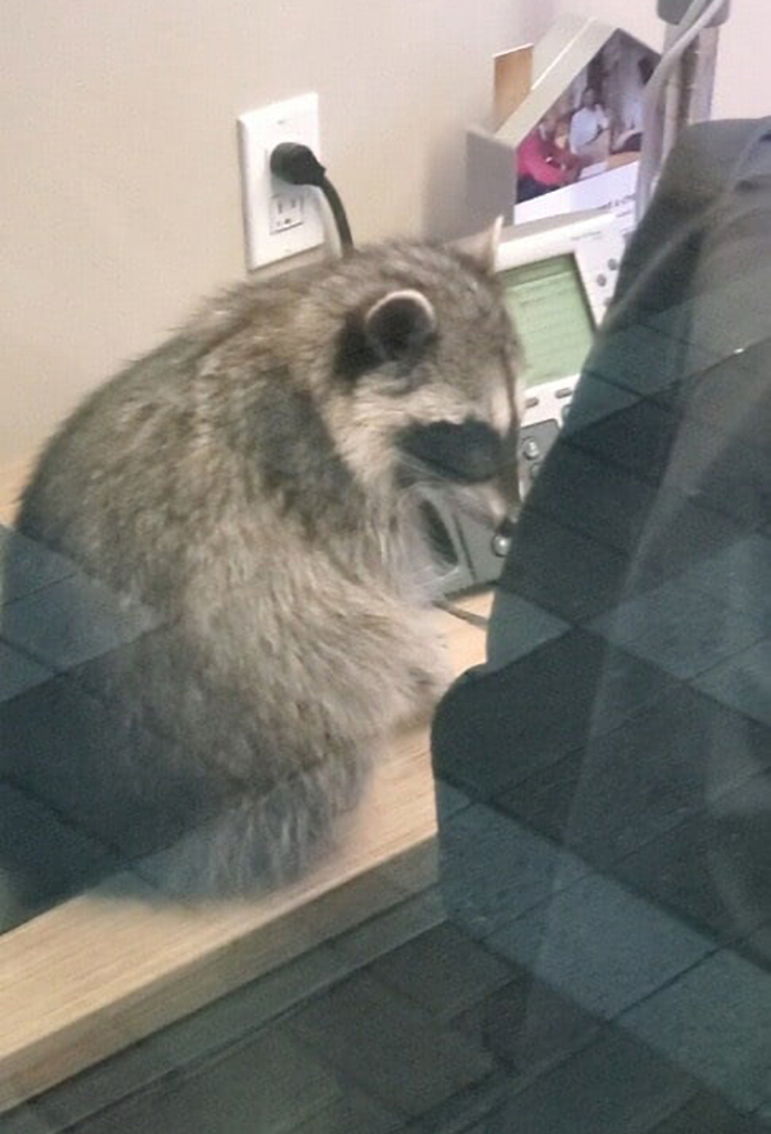 These 2 Sneaky Raccoons Broke Into A Bank In California These 2 Sneaky Raccoons Broke Into A Bank In California